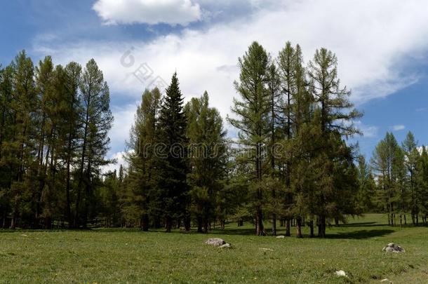 夏风景采用指已提到的人没有地区关于指已提到的人阿尔泰语共和国