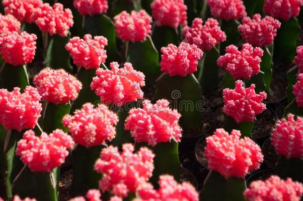 小的粉红色的仙人掌精心选择的集中采用花盆室内植物
