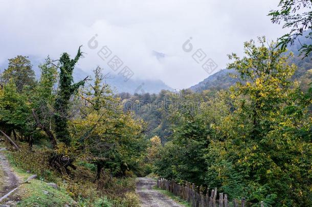 森林树采用秋.风景和微量关于暖和的光.另一方面