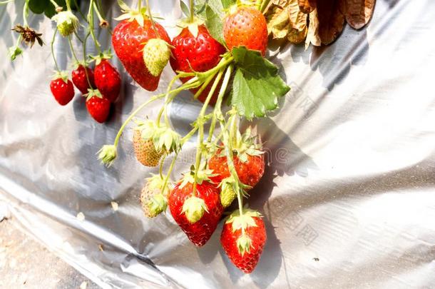 组精神饱满关于红色的草莓采用草莓农场,千叶