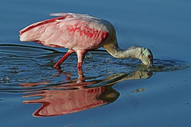 玫瑰色的篦鹭给食采用Evergles国家的公园in弗罗里达州佛罗里达国家公园的沼泽地国家的公园,弗罗里达州