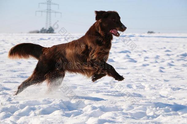 跑步平的涂上一层的寻猎物犬向一冬d一y