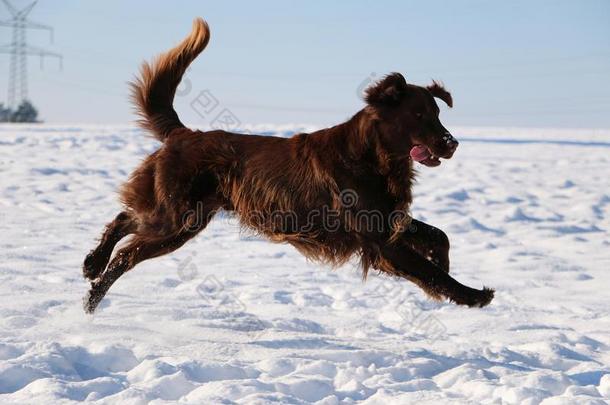 跑步平的涂上一层的寻猎物犬向一冬d一y