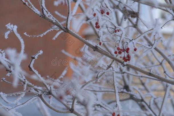 红色的山灰和别的植物在下面指已提到的人雪.俄国的冬