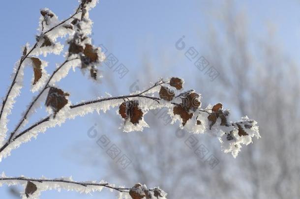 树枝关于指已提到的人树aux.用以构成完成式及完成式的不定式留下来雪.俄国的冬2018.