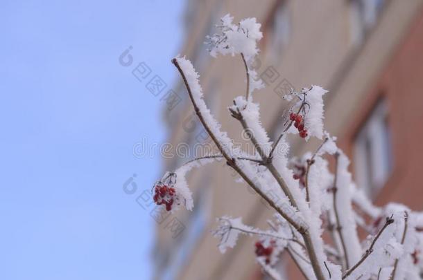 红色的山灰和别的植物在下面指已提到的人雪.俄国的冬
