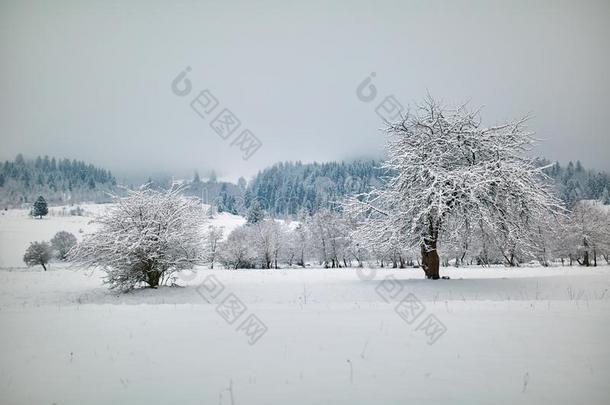 冷冻的树采用指已提到的人雪