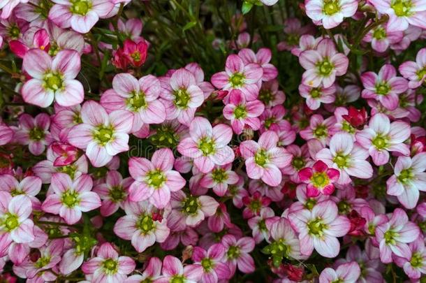 许多小的粉红色的花虎耳草背景.虎耳草粉红色的Liechtenstein列支敦士登