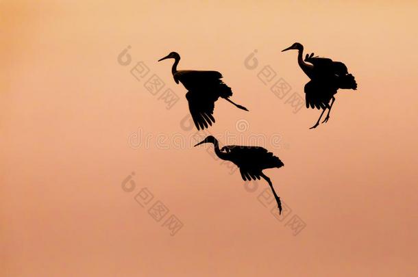 三重奏关于沙丘鹤鹤准备的向陆地在日落