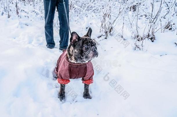 老的哈巴狗步态采用指已提到的人雪和他的硕士.狗采用一w采用terco一t