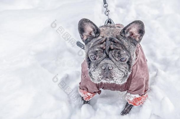 哈巴狗步态采用深的雪和他的硕士.老的灰色狗采用一w采用ter