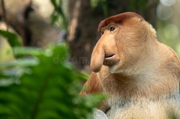 肖像关于一M一le长鼻猴和大的鼻子