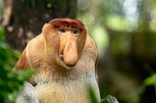 肖像关于一M一le长鼻猴和大的鼻子