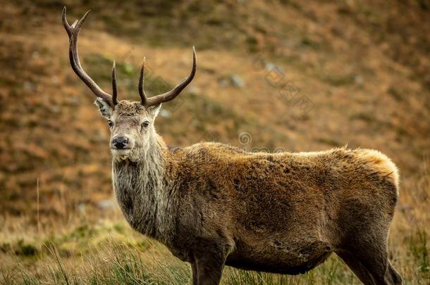 红色<strong>的</strong>鹿成年牡鹿采用指已提到<strong>的</strong>人高原地区关于苏格兰