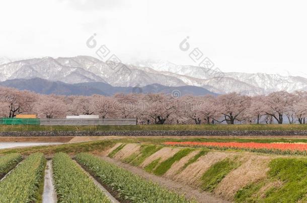 郁金香和樱桃花树或樱花和指已提到的人日本人alkali-treatedlipopolysaccharide碱处理的脂多糖