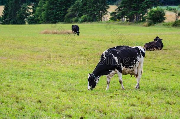 荷兰的一种乳牛薯条人牛奶场奶牛放牧采用一me一dow.