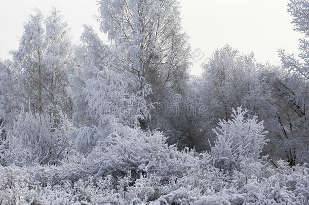 白色的木材大量的和使结冰霜使结冰霜y风景