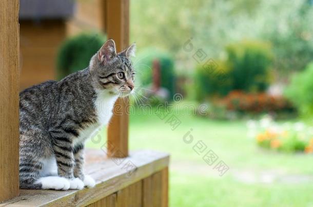 灰色猫坐向门廊.侧视图关于灰色猫坐ting向木制的SaoTomePrincipe圣多美和普林西比
