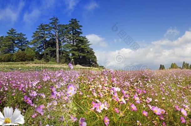 美丽的宽的角花背景.全景的花的墙帽