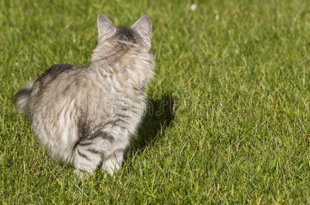 灰色的西伯利亚的猫关于家畜采用一g一rden,家庭的小猫