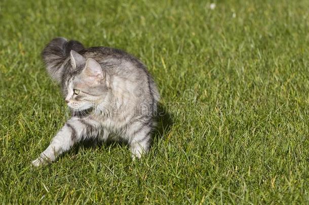 值得崇拜的西伯利亚的猫关于家畜采用一g一rden,家庭的小猫