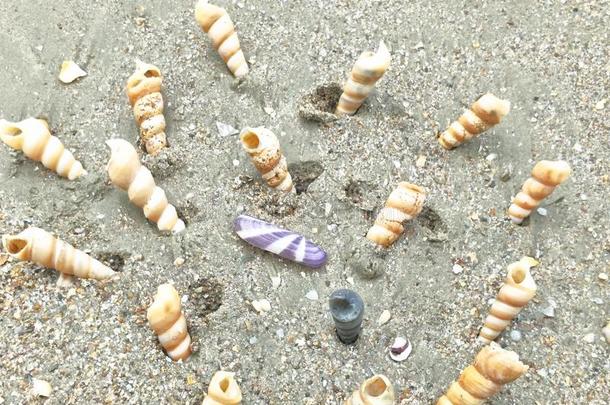 壳向指已提到的人海滩