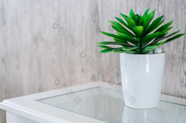绿色的植物采用白色的罐和木材背景