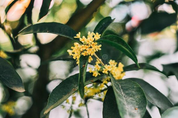 甜的木犀属植物<strong>桂花</strong>