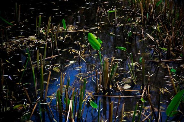 泰利雅泰利巴塔弗雷泽语源不详-水生的植物采用池塘