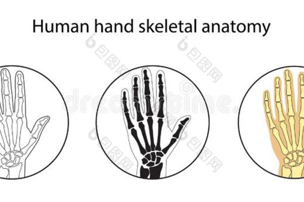 矢量说明放置关于人手骨骼的解剖