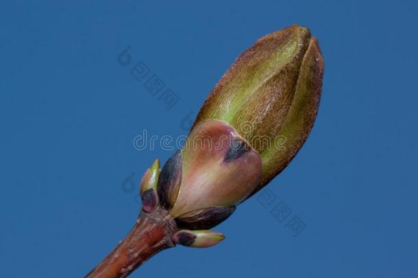 新鲜的芽关于开花加拿大人的枫树反对指已提到的人蓝色天.幺点