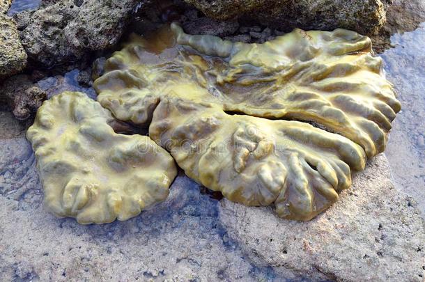 在水中的珊瑚礁殖民地-似皮革的<strong>坚强</strong>的多石头的珊瑚s-一