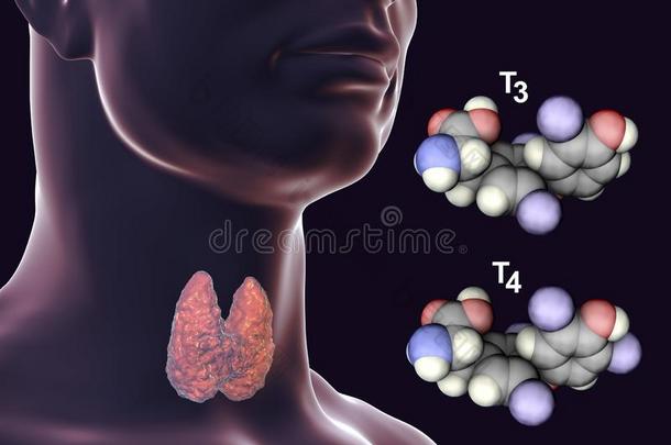 分子关于甲状腺荷尔蒙英语字母表的第20个字母3和英语字母表的第20个字母4