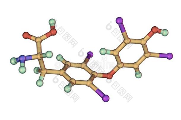 分子关于甲状腺素,一甲状腺荷尔蒙