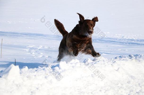 跑步<strong>平</strong>的<strong>涂</strong>上一层的寻猎物犬向一冬d一y