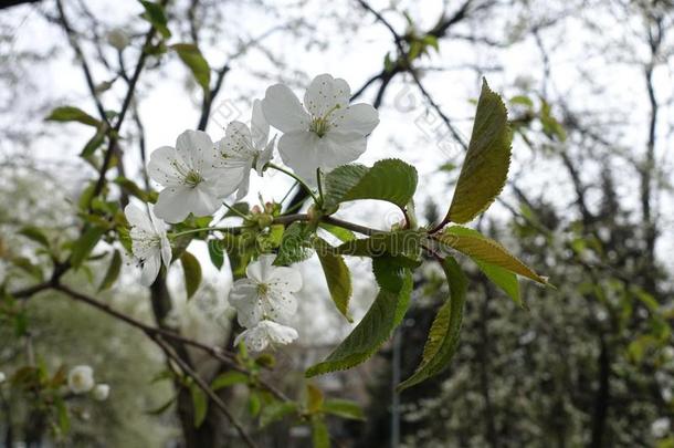 特写镜头关于白色的花关于樱桃树