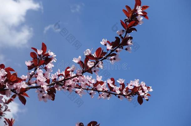 树枝关于蔷薇科树帕萨迪和粉红色的花和红色的树叶农业的