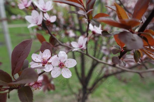 特写镜头关于粉红色的花向树枝关于蔷薇科树帕萨迪采用spr采用g
