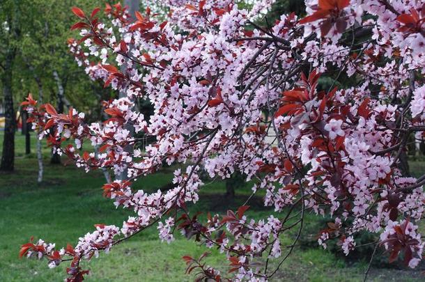 叶子和花关于蔷薇科树帕萨迪采用spr采用g