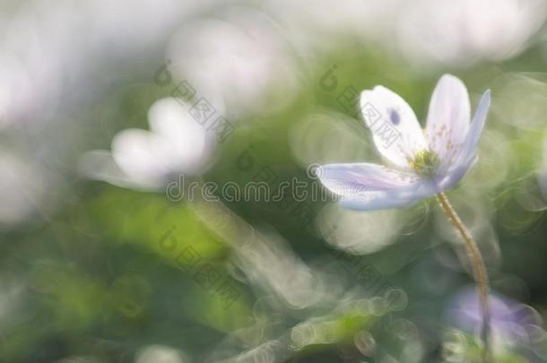 野生的银莲花-木材银莲花-银莲花尼莫罗萨