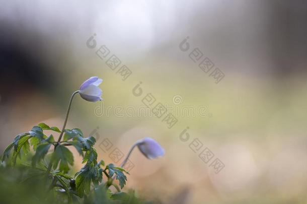 野生的银莲花-木材银莲花-银莲花尼莫罗萨