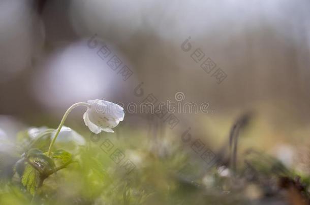 野生的银莲花-木材银莲花-银莲花尼莫罗萨