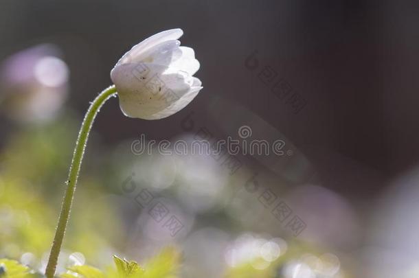 野生的银<strong>莲花</strong>-木材银<strong>莲花</strong>-银<strong>莲花</strong>尼莫罗萨