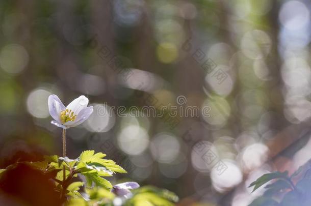 野生的银莲花-木材银莲花-银莲花尼莫罗萨