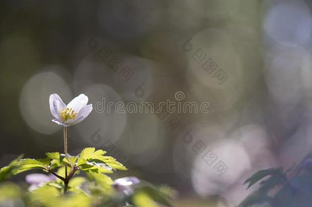 野生的银莲花-木材银莲花-银莲花尼莫罗萨