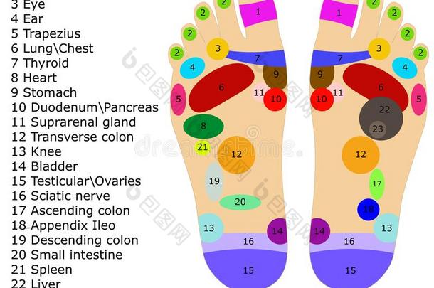 脚反射论图解的