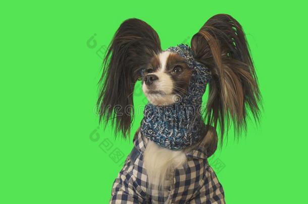 美丽的狗碟耳长毛玩赏小狗采用衣服和帽子向绿色的背景