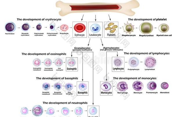 血细胞红细胞发展,红色的血细胞,粒细胞