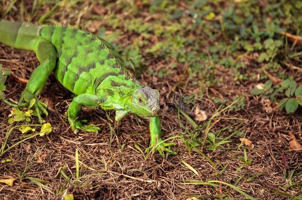 少年的绿色的鬣鳞蜥合乎科学地大家知道的同样地鬣鳞蜥鬣鳞蜥
