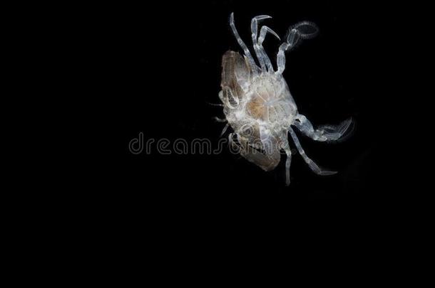 蓝色游泳蟹,年幼的蟹梭子蟹属浮游生物隔离的向balls球